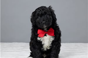 Cyrus - Portuguese Water Dog for sale