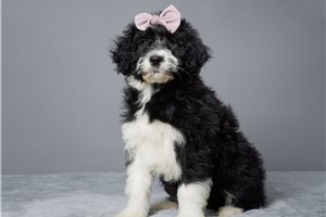 Magma - Portuguese Water Dog for sale