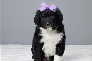 Cindy - Portuguese Water Dog for sale