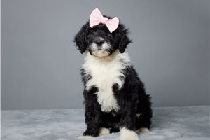 Maia - Portuguese Water Dog for sale