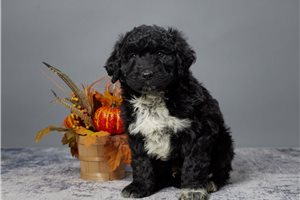 Stanley - Portuguese Water Dog for sale