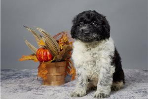 Slater - Portuguese Water Dog for sale