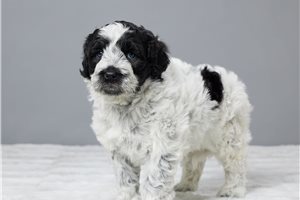 Cecelia - Portuguese Water Dog for sale