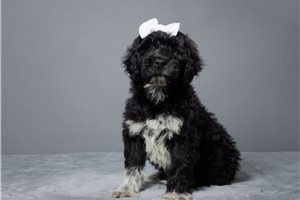 Magda - Portuguese Water Dog for sale