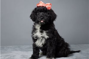 Maggie - Portuguese Water Dog for sale