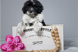 Maisey - Portuguese Water Dog for sale
