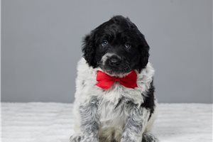 Cristian - Portuguese Water Dog for sale