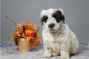 Sid - Portuguese Water Dog for sale