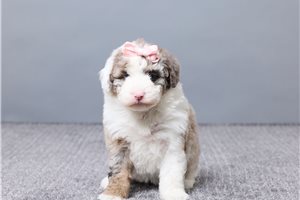 Evelyn - Sheepadoodle for sale