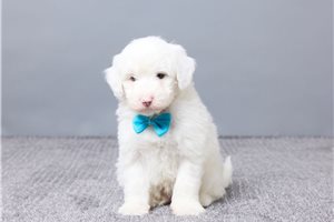 Ezra - Sheepadoodle for sale