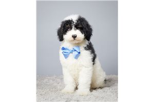 Johnny - Sheepadoodle for sale