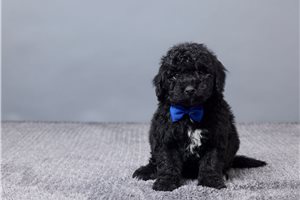 Everett - Sheepadoodle for sale