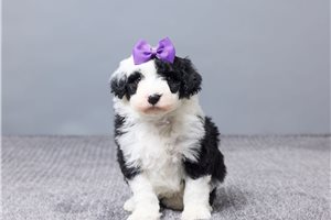 Eleanor - Sheepadoodle for sale
