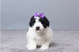 Emma - Sheepadoodle for sale