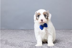 Elijah - Sheepadoodle for sale