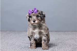 Elizabeth - Sheepadoodle for sale