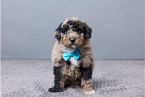 Ethan - Sheepadoodle for sale