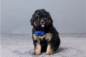 Enzo - Sheepadoodle for sale
