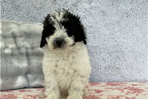 Emma - Sheepadoodle for sale