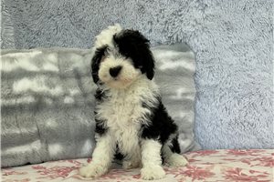 Eleanor - Sheepadoodle for sale