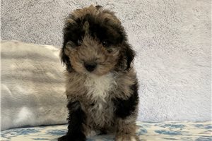 Ethan - Sheepadoodle for sale
