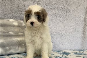 Elijah - Sheepadoodle for sale