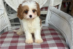 Ambrose - Cavapoo for sale