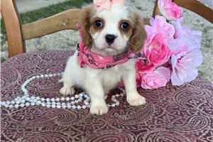 Becky - Cavapoo for sale