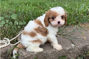 Ambrose - Cavapoo for sale