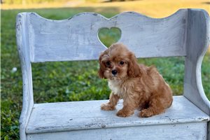 Barton - Cavapoo for sale
