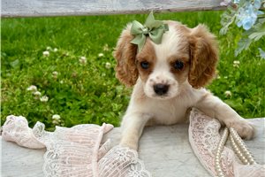Madeline - Cavapoo for sale