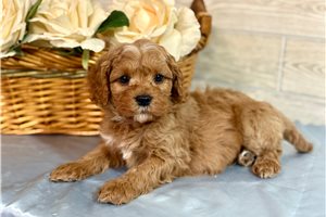 Leonard - puppy for sale