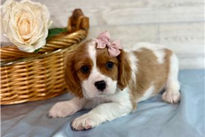 Kenzie - Cavapoo for sale