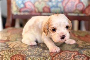 Milo - puppy for sale