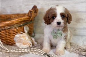 Mateo - puppy for sale