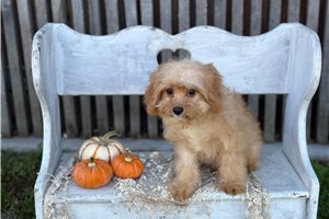 Ames - Cavapoo for sale