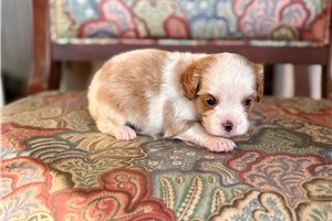 Michael - Cavapoo for sale