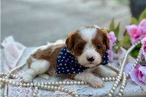 Boston - puppy for sale