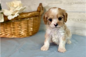 Lucky - puppy for sale