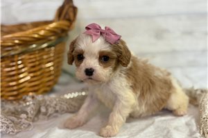 Maura - Cavapoo for sale