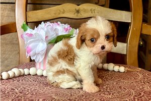 Ambrose - Cavapoo for sale