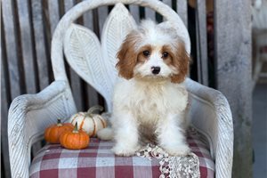 Alvin, a Cavapoo puppy