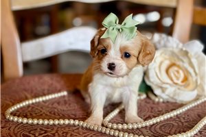 Maria - Cavapoo for sale