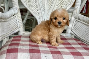 Branson - Cavapoo for sale