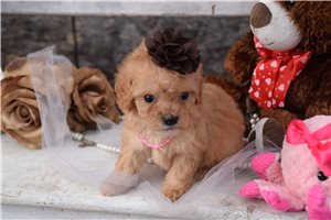Nyla - puppy for sale