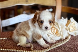 Michael - Cavapoo for sale