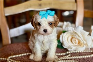 Mila - Cavapoo for sale