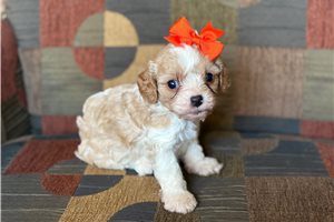 Alaya - puppy for sale