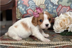 Kara - puppy for sale