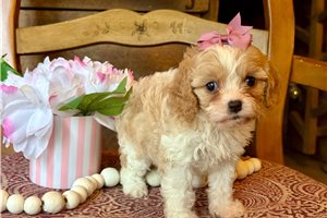 Alaya - Cavapoo for sale